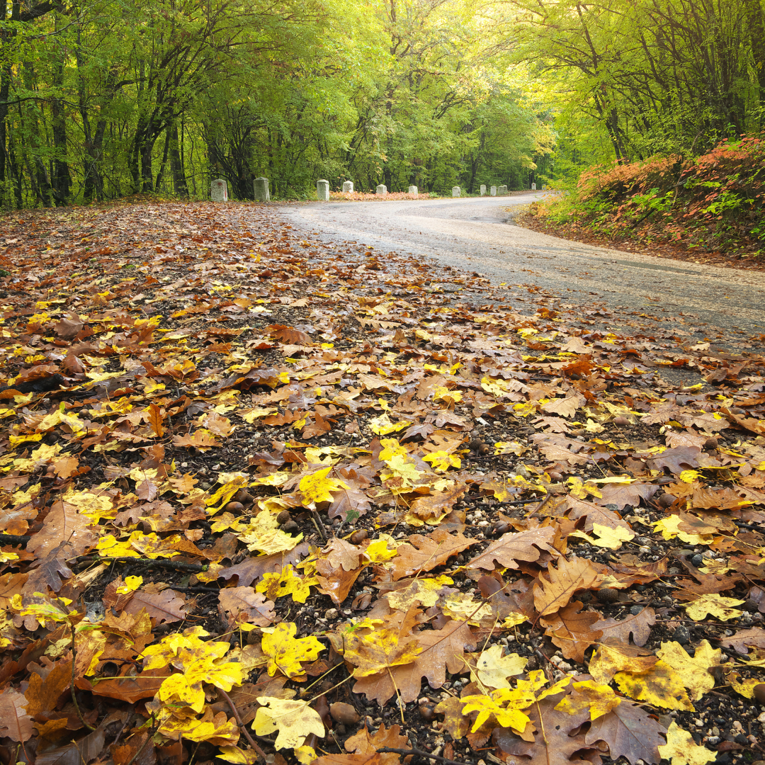 Fall and Winter Driving Tips